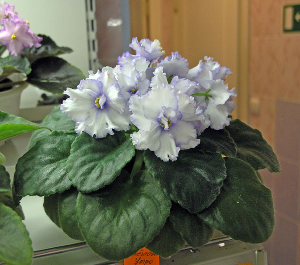 ЕК-Синеглазое Утро (Е. Коршунова), колл. Ольга Лазутина.
