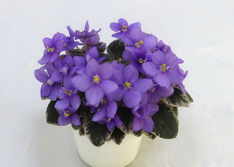 Cajun's Lil Forever Blue (B. Thibodeaux)  И.Милехин.JPG