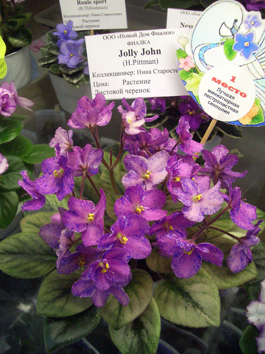 Jolly John (1).JPG