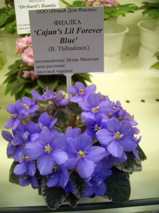 Cajun's Lil Forever Blue И.Милехин.JPG