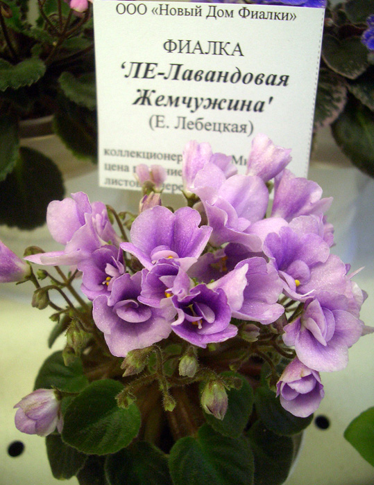 ЛЕ-Лавандовая Жемчужина И.Милехин.JPG