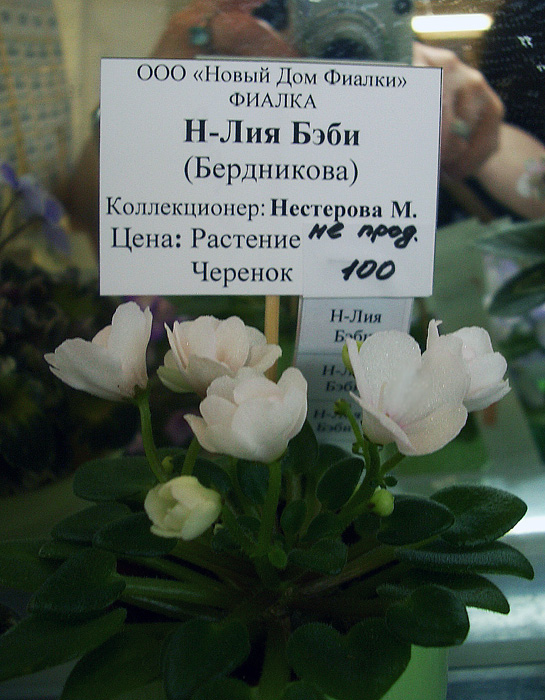 Н-Лия Бэби М.Нестерова.JPG