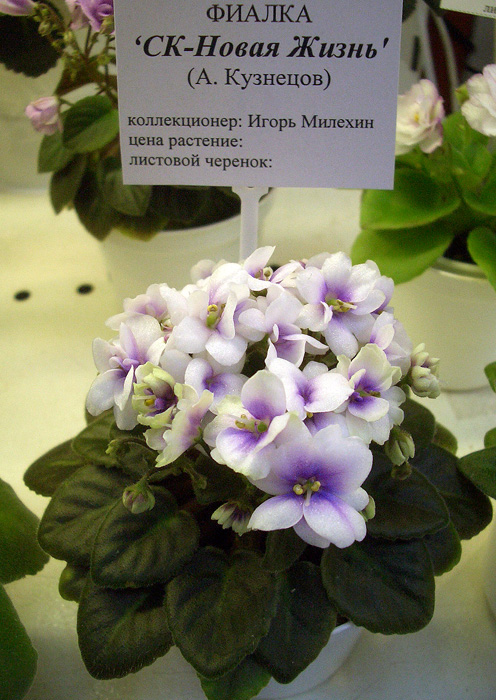 СК-Новая Жизнь И.Милехин (2).JPG