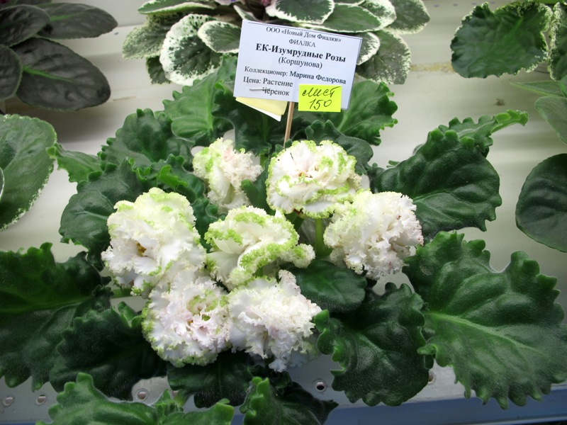 ЕК-Изумрудные Розы (Кол. Федорова).JPG