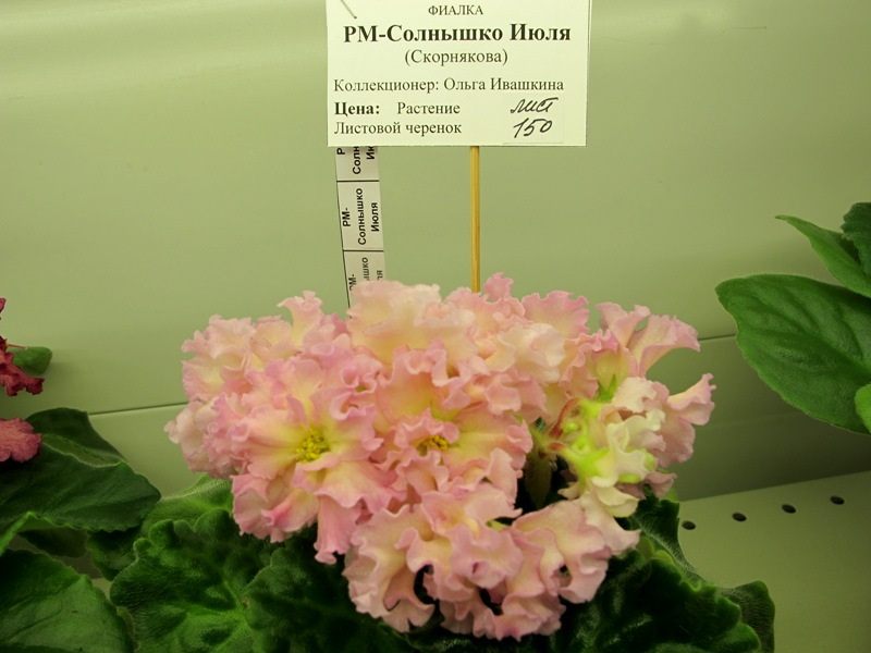 РМ-Солнышко Июля ( кол. Ивашкина).JPG