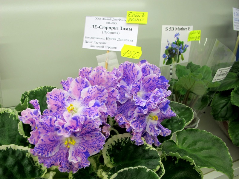 ЛЕ-Сюрприз Зимы (Кол.Данилина).JPG