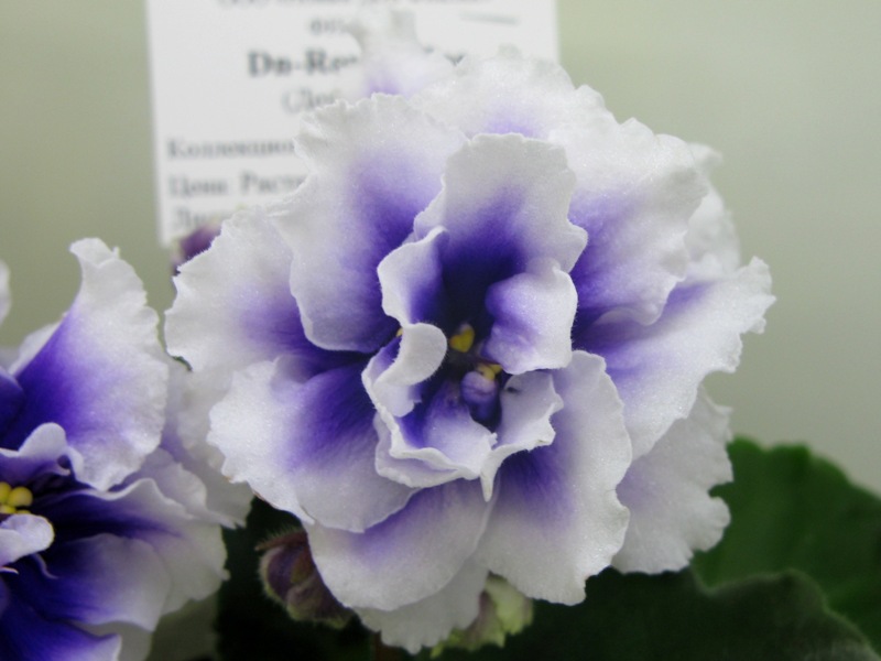 Карпова Dn-Royal Blue.JPG