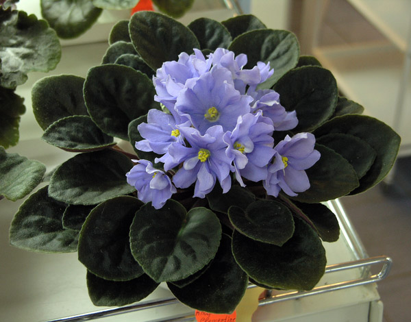 Rhapsodie Clementine (Holtkamp), колл. Лазутина.