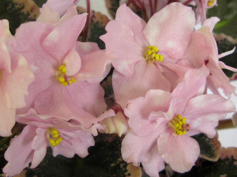 Нестерова Rivermist Pearls.JPG
