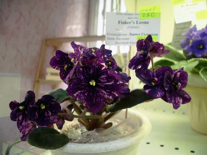 Fisher's Leone Л.Галицкая.jpg