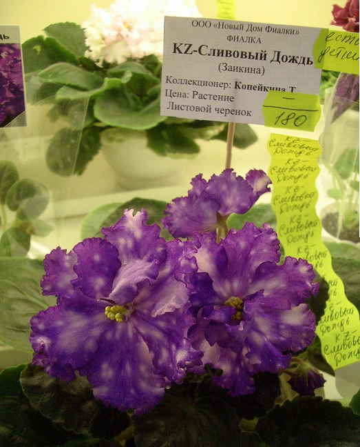 KZ-Сливовый Дождь Т.Копейкина.jpg