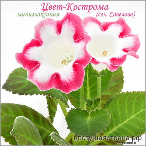 Цвет-Кострома.jpg