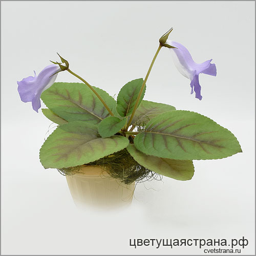 Bleu-Ciel-в-2022-профиль.jpg