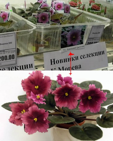 новинки  морева.jpg