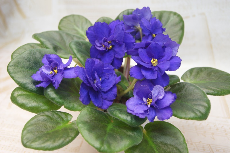 Гондурас (Макуни).JPG