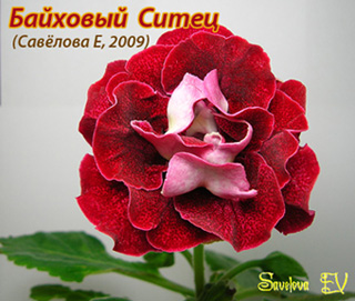 Байховый-Ситец_47k_2.jpg