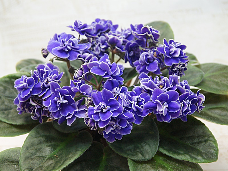 Лебединый Полёт (Б. Макуни).JPG