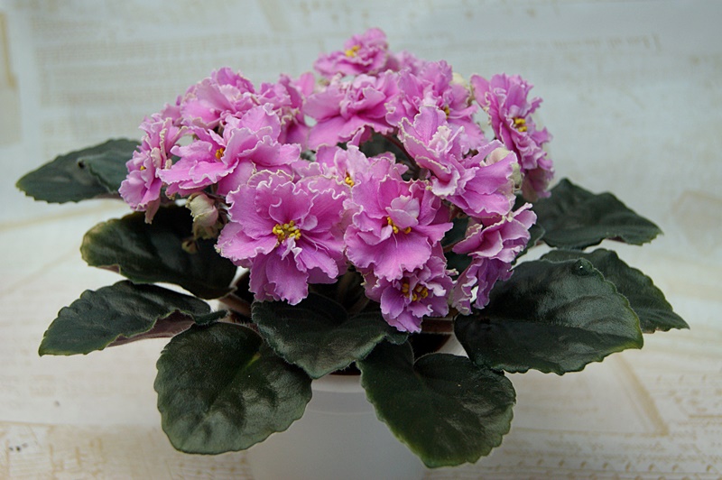 Поцелуй в Глаза (Б. М. и Т. Н. Макуни).JPG