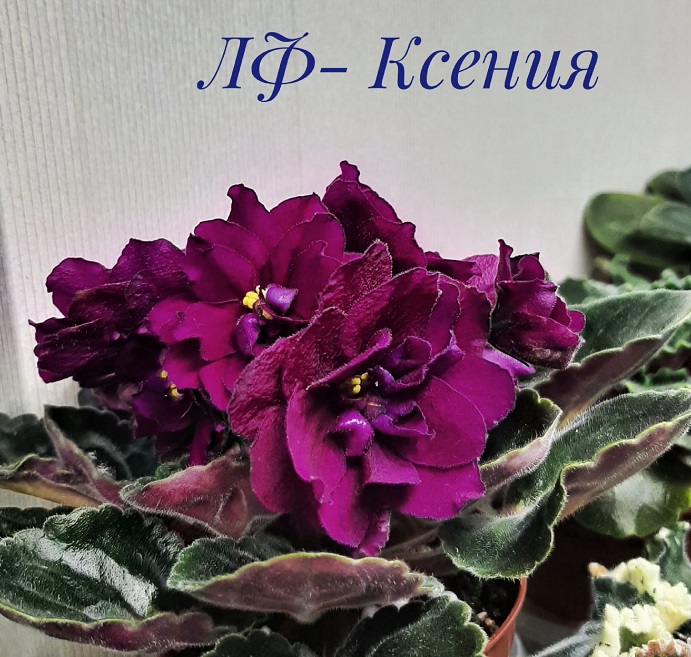 ЛФ- Ксения.jpg