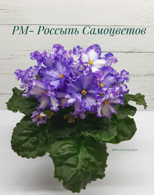 РМ- Россыпь Самоцветов.jpg