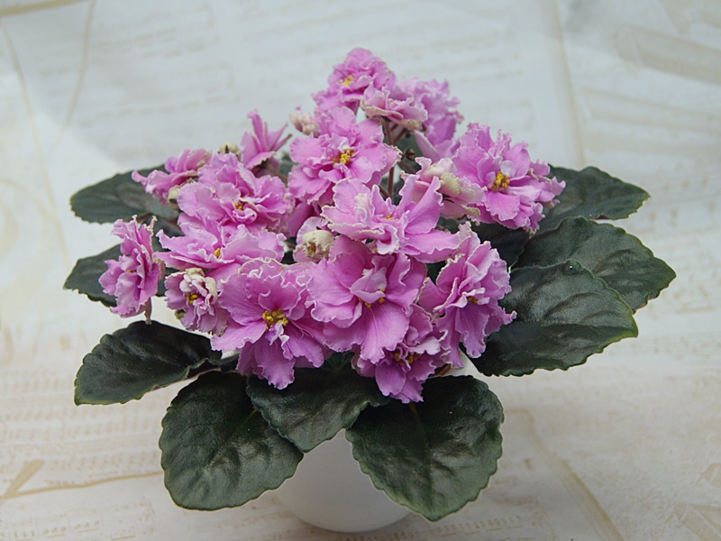 Поцелуй в Глаза (Б. М. и Т. Н. Макуни).JPG