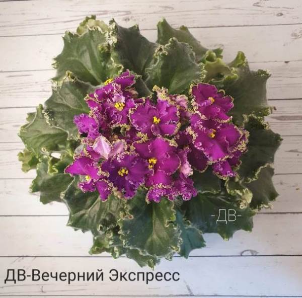 ДВ-Вечерний Экспресс<br />Стандарт, волнистый бой лист с пестролистностью типа Томми Лоу. Покладистая, многоярусная розетка 25-30см в диаметре. Цветок 4-6см типа анютка, густо-насыщенная фуксия и четкий рюш салатного цвета. Букет держит долго.