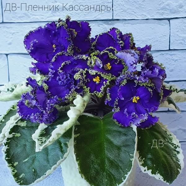 ДВ-Пленник Касандры <br />Шикарная розетка размера стандарт с яркой окаймляющей пестролистностью типа Томми Лоу, лист может выдавать ложковидную форму. Сине-фиолетовый огромный многослойный цветок, размер до 8см. Густой рюш цвета сочной травы. Букетное долгоиграющее цветение.