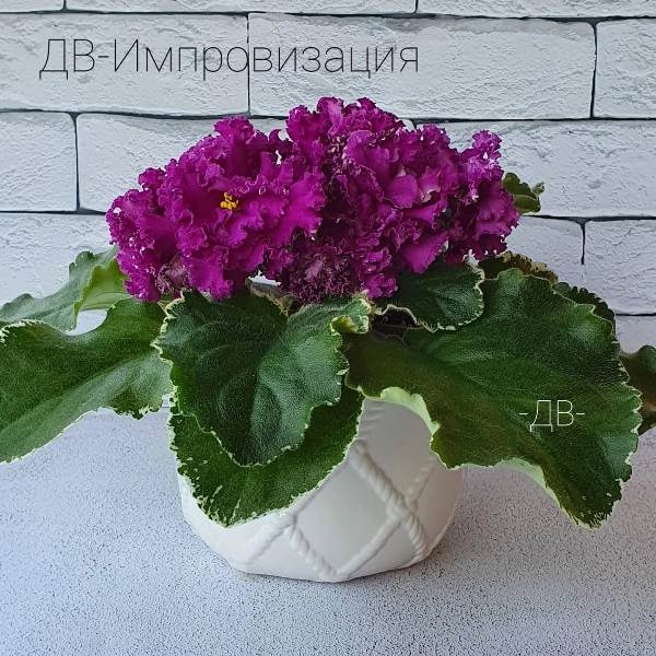 ДВ-Импровизация<br />Крупные, гофрированные малиново-винные помпоны с хаотичными белыми точечками по краям лепестков, хорошая пестролистная розетка размера стандарт.