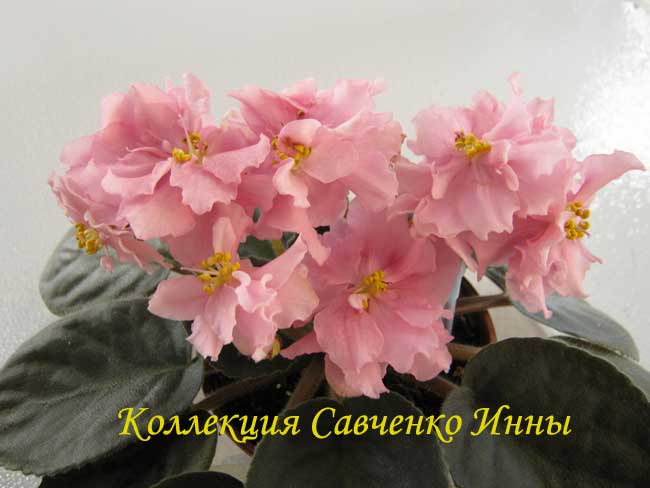 Изображение-515.jpg