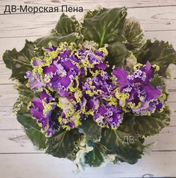 ДВ-Морская Пена<br />Шикарные многогранные фиолетовые цветы с двойной каемкой-синий ободок и салатный крученый рюш, вариабельное фэнтази, размер цветка 4-5см. Красивая,ровная пестролистная розетка, типа Томми Лоу.