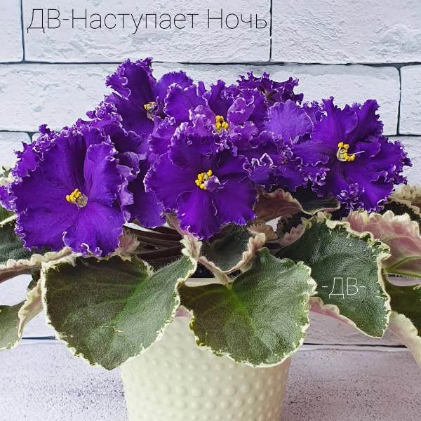 ДВ-Наступает Ночь<br />Росписная стандарт розетка с пестролистностью Томми Лоу, хорошо раскладывается и образует ровную тарелочку. Крупные цветы иссиня-фиолетового цвета с лёгкой белой каймой, размер цветов до 8см, держит цвет и букет больше месяца.