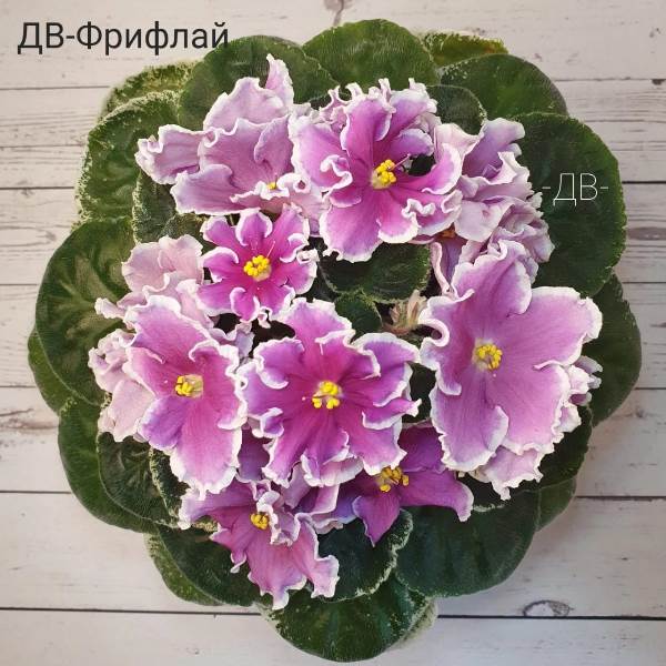 ДВ-Фрифлай<br />Компактная розетка-стандарт с окаймляющей пестролистностью типа Томми Лоу, ложковидная форма листа. Продолжительное, обильное цветение, со временем цвет насыщенного розового бледнеет. Стабильная белая кайма с местами едва уловимой зеленцой. Размер цветов до 6см.