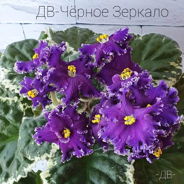 ДВ-Черное Зеркало<br />Ровная плотная розетка,ярковыраженная пестролистность типа Томми Лоу, необычной красоты цветы с рваным рюшем, насыщенный фиолетовый цвет.