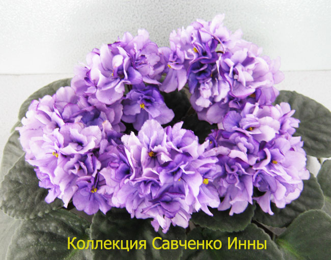 Изображение-624.jpg