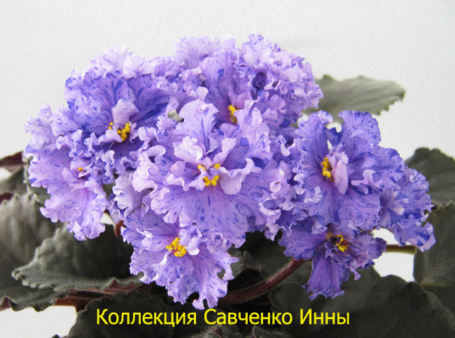 Изображение-635.jpg