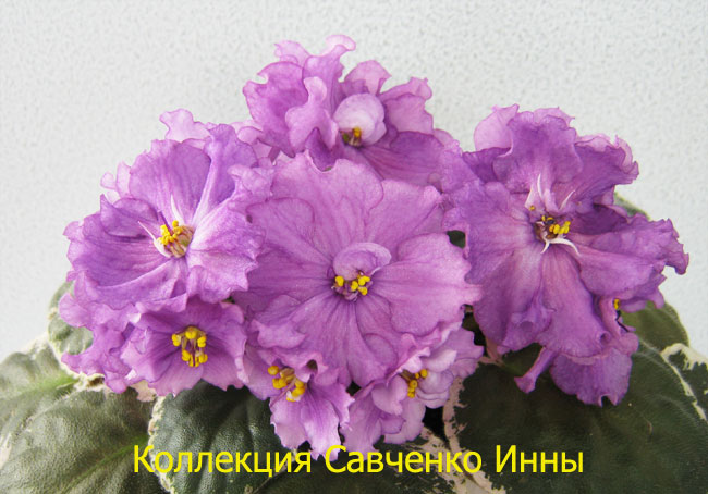 Изображение-645.jpg
