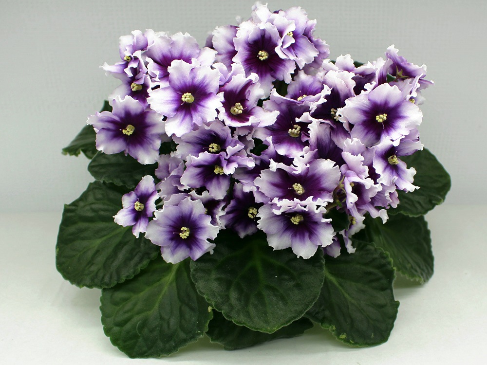 кз-эффект бабочки (2)_rs.jpg