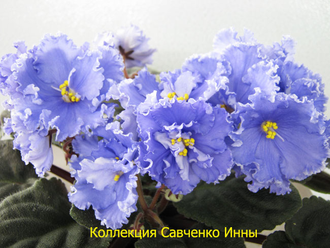 Изображение-654.jpg