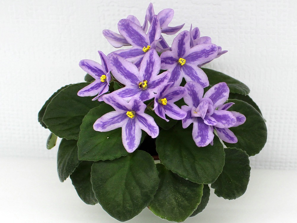 ds-лавандовая сказка (3)_rs.jpg