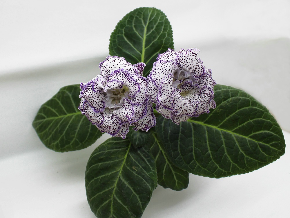 ен-марипоза (2)_rs.jpg