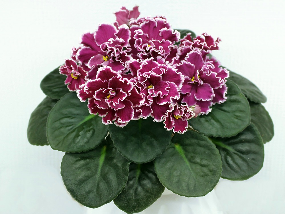 ек-кураж (4)_rs.jpg