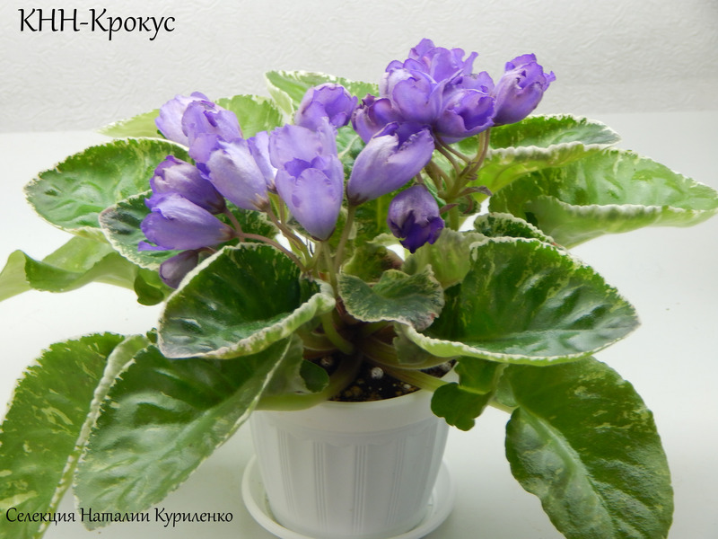 imgonline-com-ua-Resize-UV0hQ2j7JB.jpg