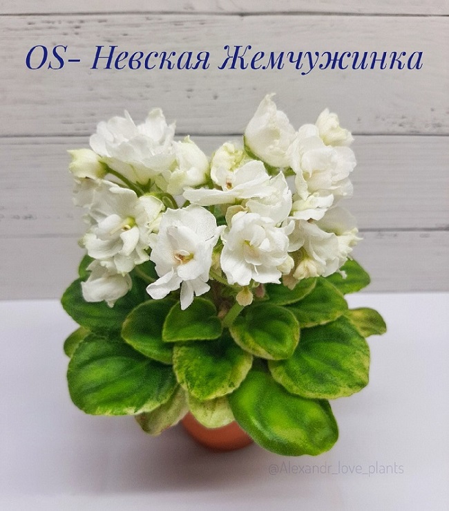OS- Невская Жемчужинка.jpg
