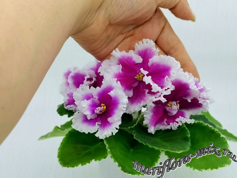 IMG_20211005_122038 сеянец~01.jpg