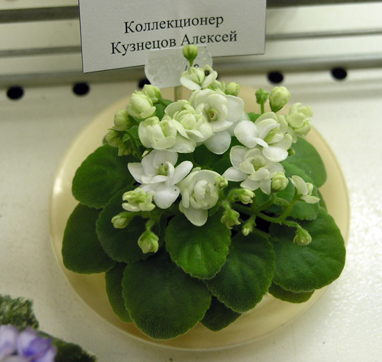 Ballet Snowcone (A. Fischer) из коллекции А. Кузнецова.