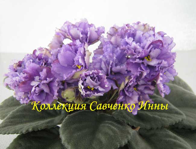 Изображение-550.jpg