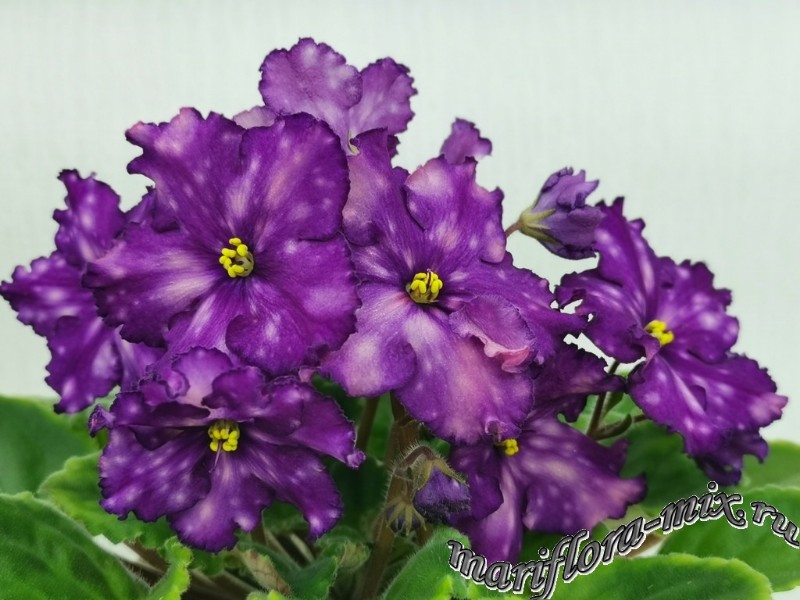 IMG_20211025_180358 МТ-Озарение в Ночи.jpg