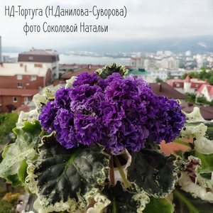 НД-Тортуга