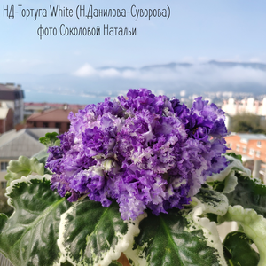 НД-Тортуга White