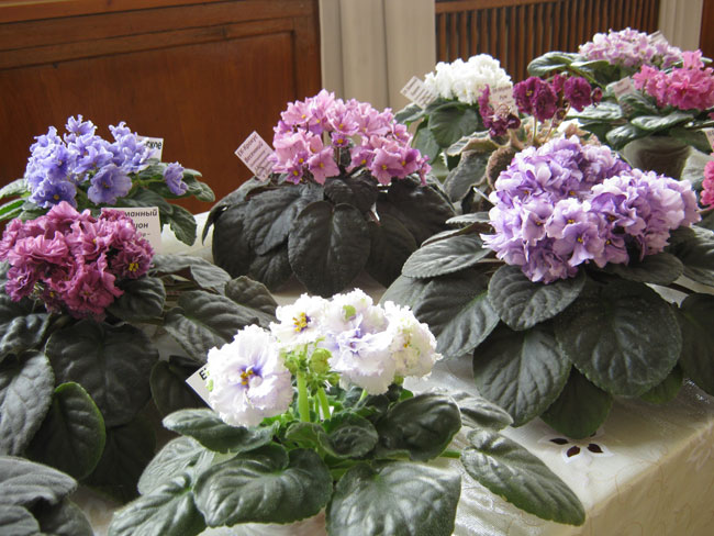 Изображение-728.jpg